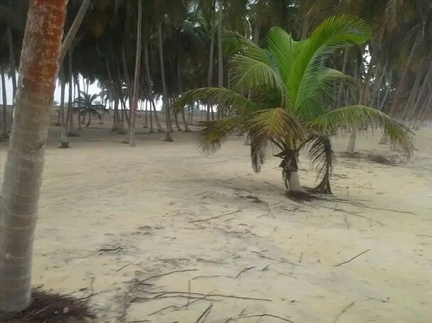 110 Beachfront Acres Available in Elmina©