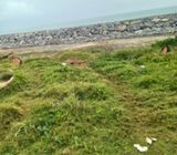 5 Acres of Direct Beachfront Lands in Nungua