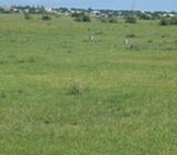 Well Serviced Plots of Land = Dawa