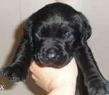 Black labrador puppy of 1 month