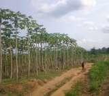 Farmland for sale at Nsawam, Aburi, koforidua and shai hills