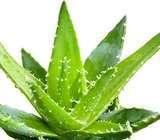 Aloe cleanser