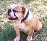 English bulldog