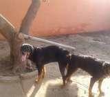 Rottweiler for sale