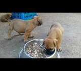 Boerboel pups