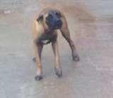 6months female boerboel